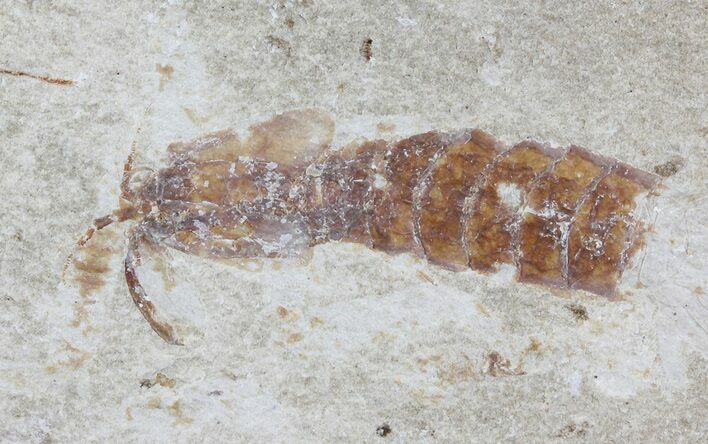 Fossil Mantis Shrimp (Sculda syriaca) - Lebanon #70143